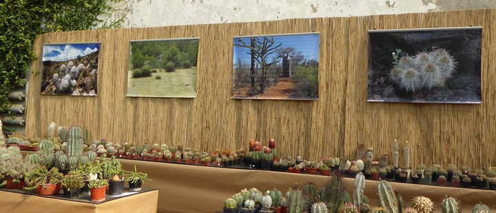Vystava_kaktusů.jpeg