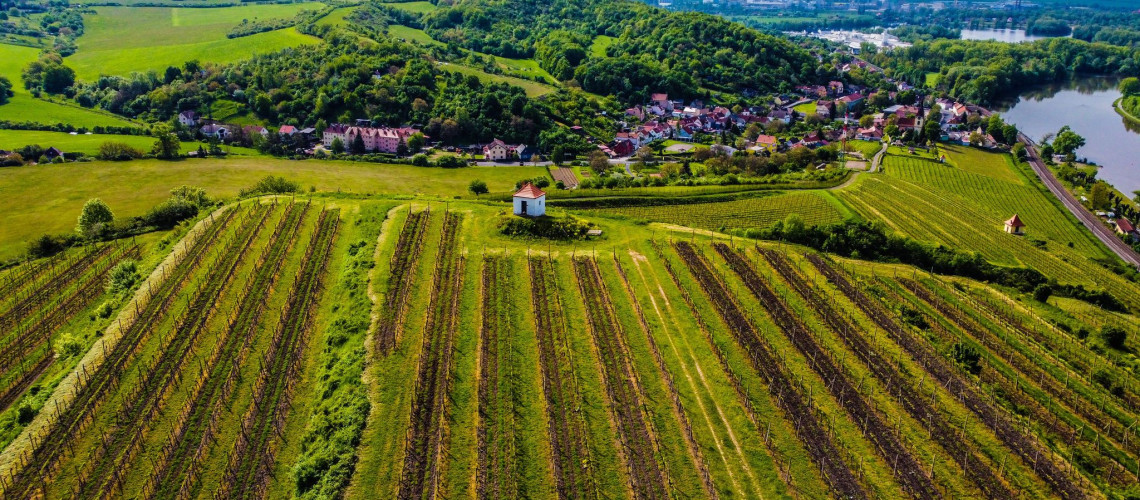 Žernosecké vinobraní_profil.jpg