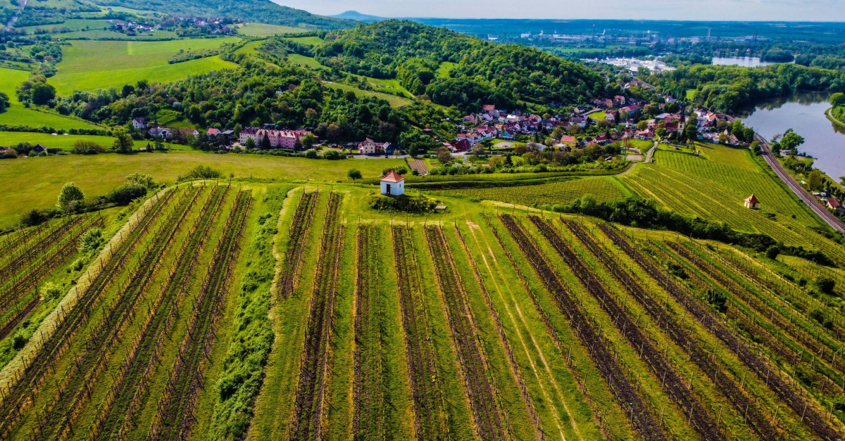 Vinobraní Velké Žernoseky České středohoří