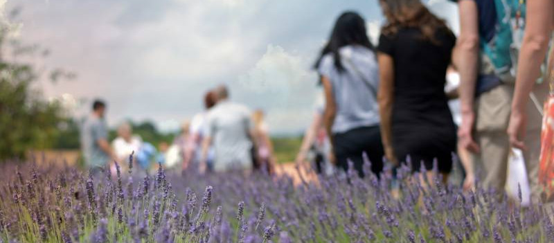 levandule pod řípem.jpg