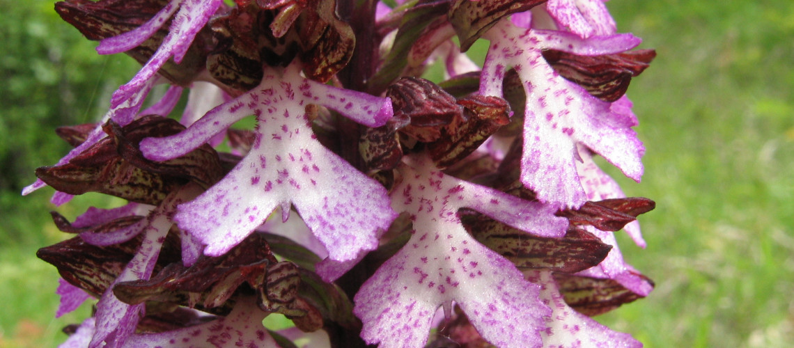 Foto Karel Nepraš.JPG