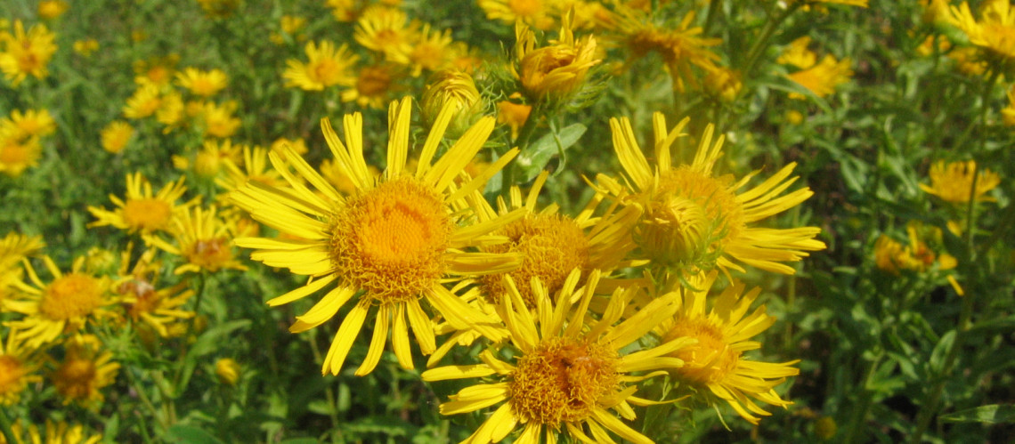 Foto Karel Nepraš.JPG